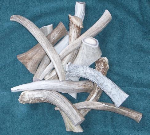 Mule Deer Antler Chews