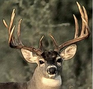 Mule Deer
